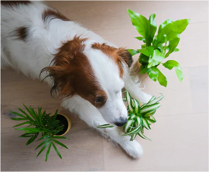 Alimentación mascotas