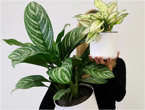 macetas y herramientas