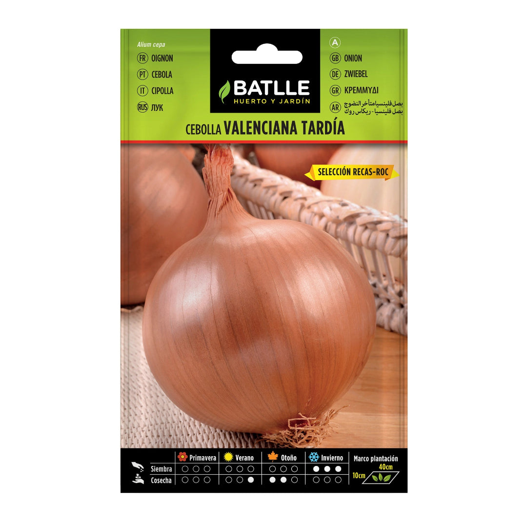 cebolla_valenciana_tardia