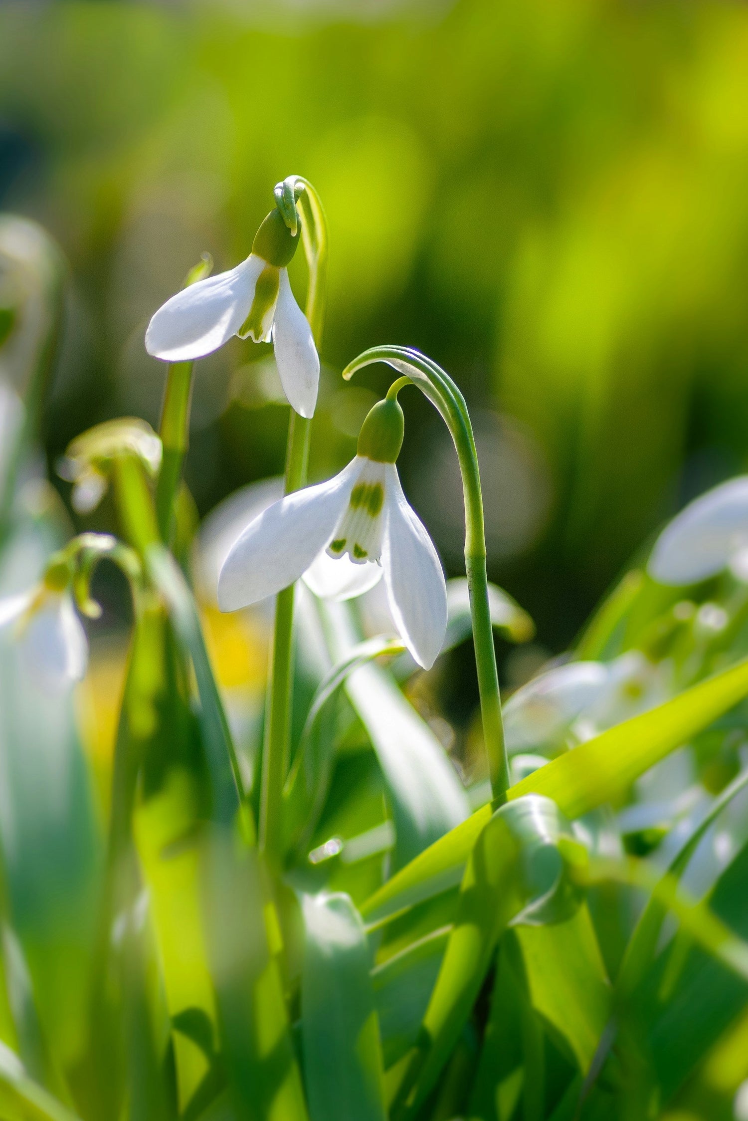Primavera