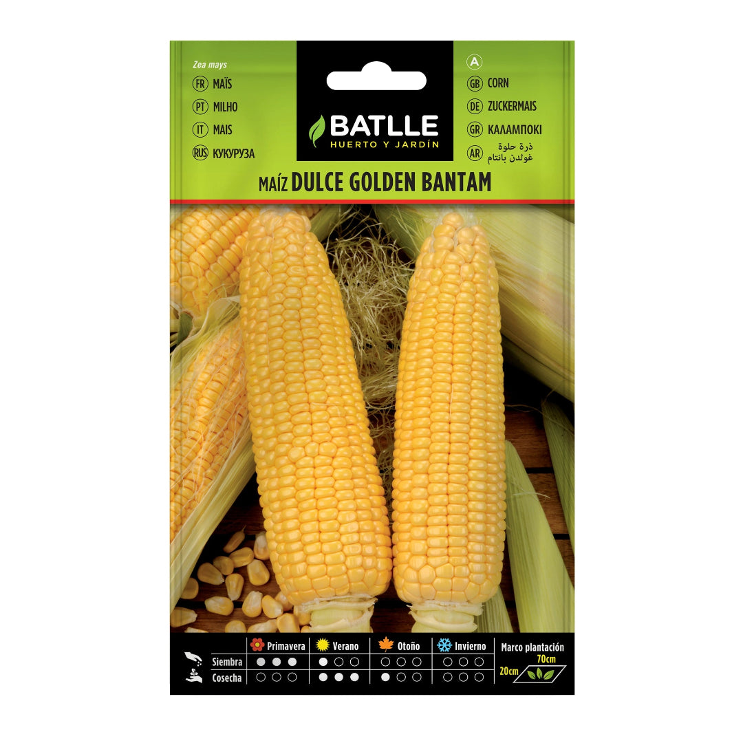 maiz_golden_bantam