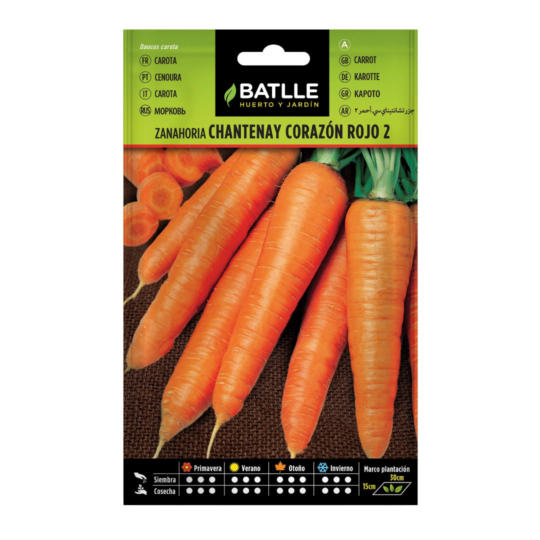 zanahoria_chantenay_c_rojo_2