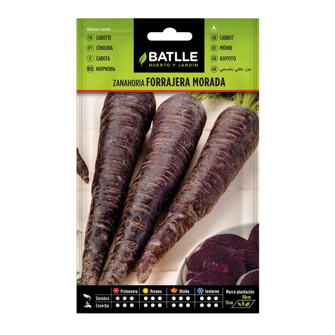 zanahoria_forrajera_morada